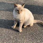 ヒメ日記 2025/09/02 20:00 投稿 ふみ ぷるるんマダム 難波店