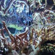 弥生(やよい) プラベ 高知デリヘル倶楽部 人妻熟女専門店