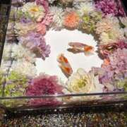 ヒメ日記 2026/02/07 00:31 投稿 ましろ 聖女(マリア)