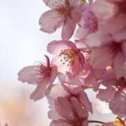 ヒメ日記 2026/04/03 21:48 投稿 ましろ 聖女(マリア)