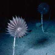 ヒメ日記 2025/10/12 03:50 投稿 のん 三浦屋別館