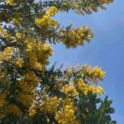 ヒメ日記 2025/10/09 20:06 投稿 さくらこ 三浦屋別館