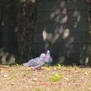 ヒメ日記 2026/08/05 14:06 投稿 さくらこ 三浦屋別館