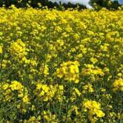 ヒメ日記 2026/04/18 22:44 投稿 なる 電車でGOAL！