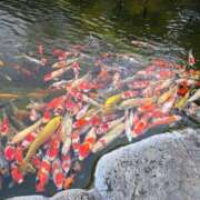 ヒメ日記 2025/08/29 07:35 投稿 みゆき 完熟ばなな新宿