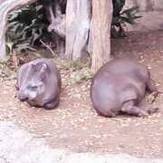 ヒメ日記 2025/11/26 20:01 投稿 みゆき 完熟ばなな新宿