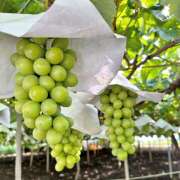 ヒメ日記 2025/10/03 16:40 投稿 ひかり an_an（アンアン）