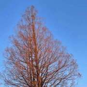 ヒメ日記 2026/03/15 19:15 投稿 うみ 宮崎ちゃんこ都城店