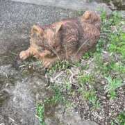 ヒメ日記 2026/03/23 23:05 投稿 うみ 宮崎ちゃんこ都城店