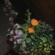 ヒメ日記 2026/03/31 01:55 投稿 うみ 宮崎ちゃんこ都城店