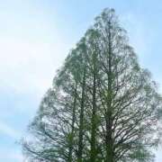 ヒメ日記 2026/04/11 19:45 投稿 うみ 宮崎ちゃんこ都城店