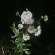 ヒメ日記 2026/04/13 10:05 投稿 うみ 宮崎ちゃんこ都城店