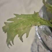 ヒメ日記 2026/06/11 20:29 投稿 るる 三浦屋別館