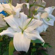 ヒメ日記 2025/09/14 14:05 投稿 さとみ 待ちナビ