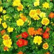 ヒメ日記 2025/10/05 11:19 投稿 さとみ 待ちナビ