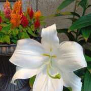 ヒメ日記 2025/10/25 13:48 投稿 さとみ 待ちナビ