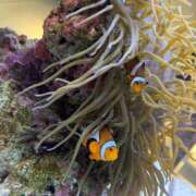 ヒメ日記 2025/09/10 18:32 投稿 はずき 君とふわふわプリンセスin立川