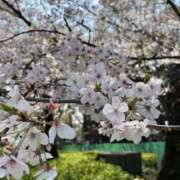 ヒメ日記 2026/03/29 21:00 投稿 白石せいか先生 五反田オナクラ ちくキュンっ!学園