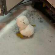 ヒメ日記 2025/11/12 14:39 投稿 なつめ アイドルドリーム