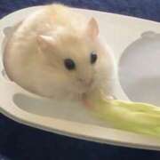 ヒメ日記 2026/02/14 03:39 投稿 なつめ アイドルドリーム