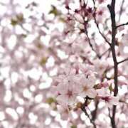 まりる さくら? 神田ハンドメイド