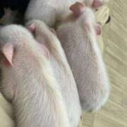 ヒメ日記 2025/09/21 09:26 投稿 かぐら ドMな逆バニーちゃん　すすきの店