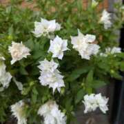 ヒメ日記 2025/09/19 13:27 投稿 ちあき ギン妻パラダイス 和歌山店