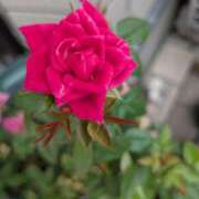 ヒメ日記 2025/09/21 07:23 投稿 ちあき ギン妻パラダイス 和歌山店