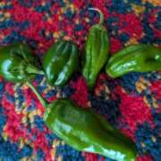 ヒメ日記 2025/09/24 07:44 投稿 ちあき ギン妻パラダイス 和歌山店