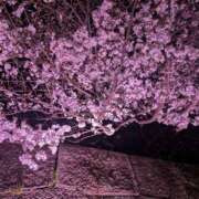 ヒメ日記 2026/03/30 09:36 投稿 ちあき ギン妻パラダイス 和歌山店