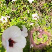 ヒメ日記 2025/09/21 17:32 投稿 むらさき☆ 豊橋豊川ちゃんこ