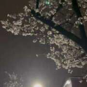 ヒメ日記 2026/03/29 22:56 投稿 詩乃(しの) グランドオペラ東京
