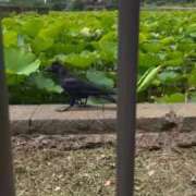 ヒメ日記 2026/07/10 18:36 投稿 詩乃(しの) グランドオペラ東京