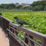 ヒメ日記 2026/09/29 17:26 投稿 詩乃(しの) グランドオペラ東京