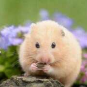 ヒメ日記 2025/10/06 09:44 投稿 みるく 桃李（とうり）