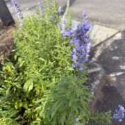 ヒメ日記 2025/10/11 15:08 投稿 みるく 桃李（とうり）