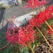 ヒメ日記 2025/10/12 15:54 投稿 みるく 桃李（とうり）