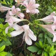 ヒメ日記 2025/10/23 17:24 投稿 みるく 桃李（とうり）