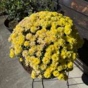 ヒメ日記 2025/10/28 11:54 投稿 みるく 桃李（とうり）