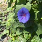 ヒメ日記 2025/10/30 13:54 投稿 みるく 桃李（とうり）