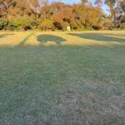 ヒメ日記 2025/10/31 09:44 投稿 みるく 桃李（とうり）