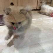 ヒメ日記 2025/10/31 16:34 投稿 みるく 桃李（とうり）