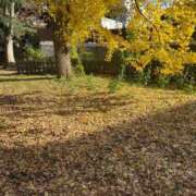 ヒメ日記 2025/12/09 06:54 投稿 みるく 桃李（とうり）