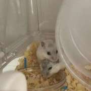 ヒメ日記 2025/09/12 13:25 投稿 かれん アリスカフェ