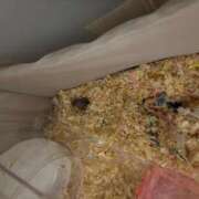 ヒメ日記 2025/09/18 01:37 投稿 かれん アリスカフェ