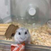 ヒメ日記 2026/04/18 14:23 投稿 かれん アリスカフェ