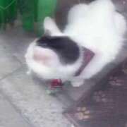 ヒメ日記 2025/08/31 17:20 投稿 うる 福盛