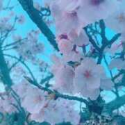 ヒメ日記 2026/04/21 13:14 投稿 明日花(あすか) 人妻城 横浜本店