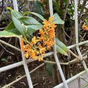 KIRI また来年も会えますように Salvador (サルバドール)