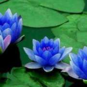 ヒメ日記 2025/08/25 00:36 投稿 ☆ゆきこ奥様 club生奥様～福島店～